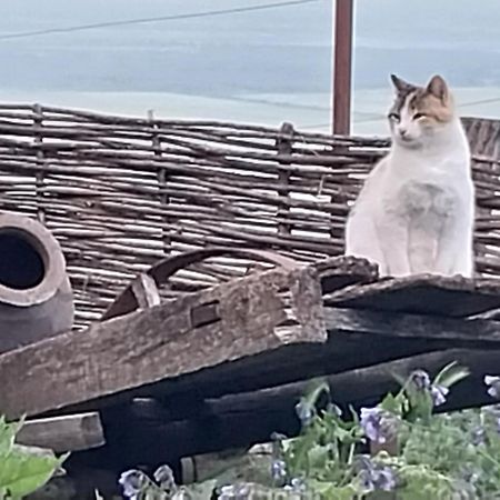 Vigor Otel Siğnaği Dış mekan fotoğraf