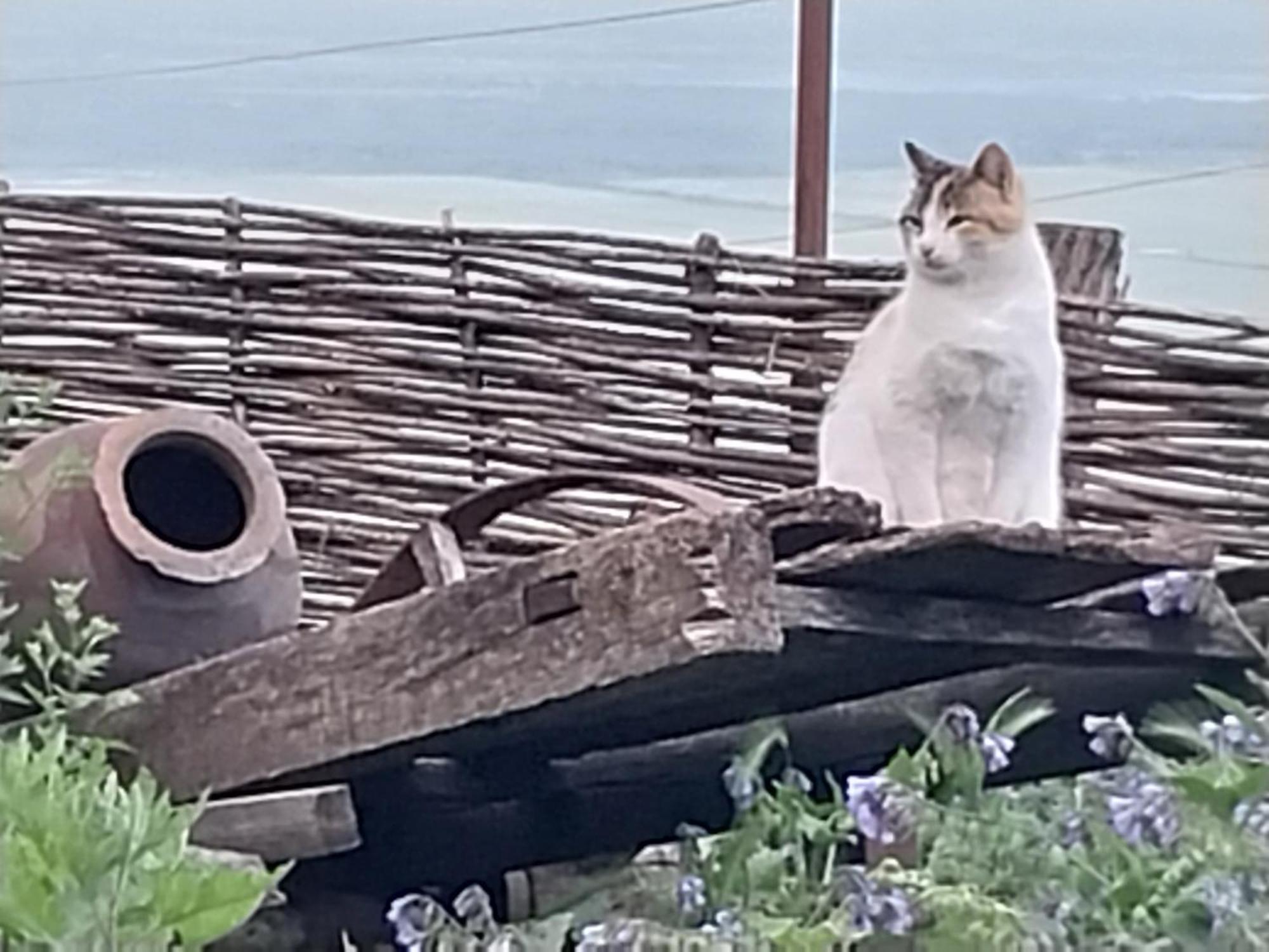 Vigor Otel Siğnaği Dış mekan fotoğraf