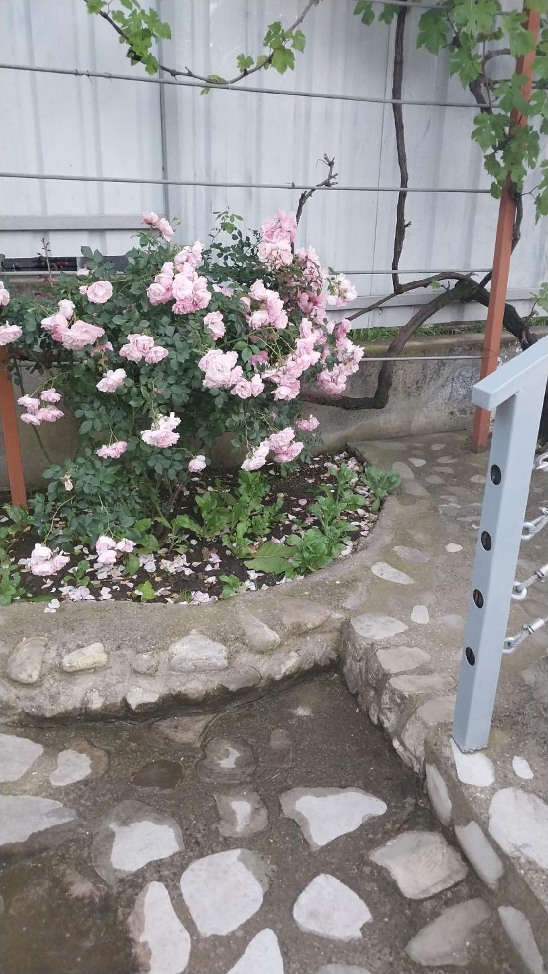 Vigor Otel Siğnaği Dış mekan fotoğraf