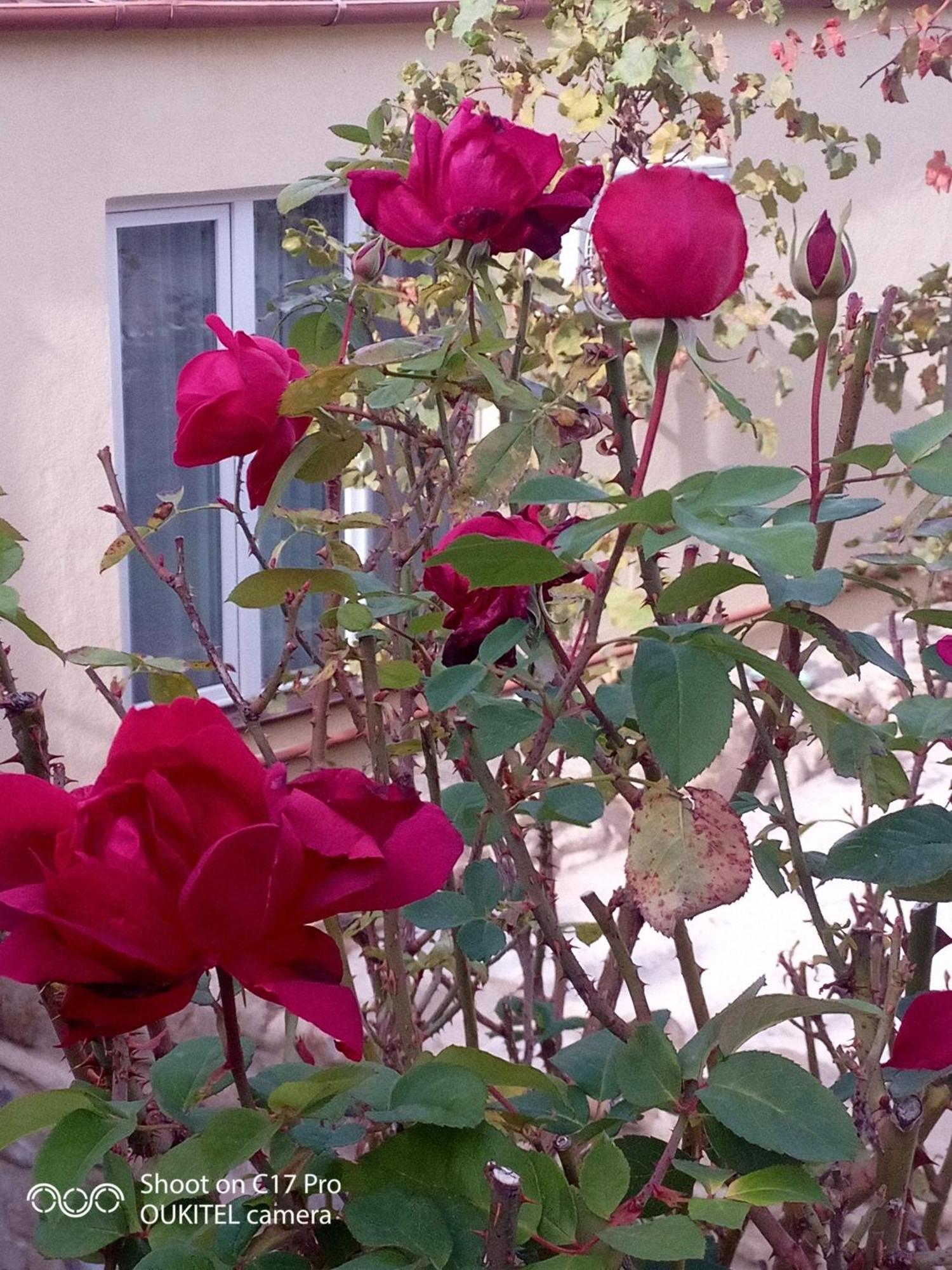 Vigor Otel Siğnaği Dış mekan fotoğraf